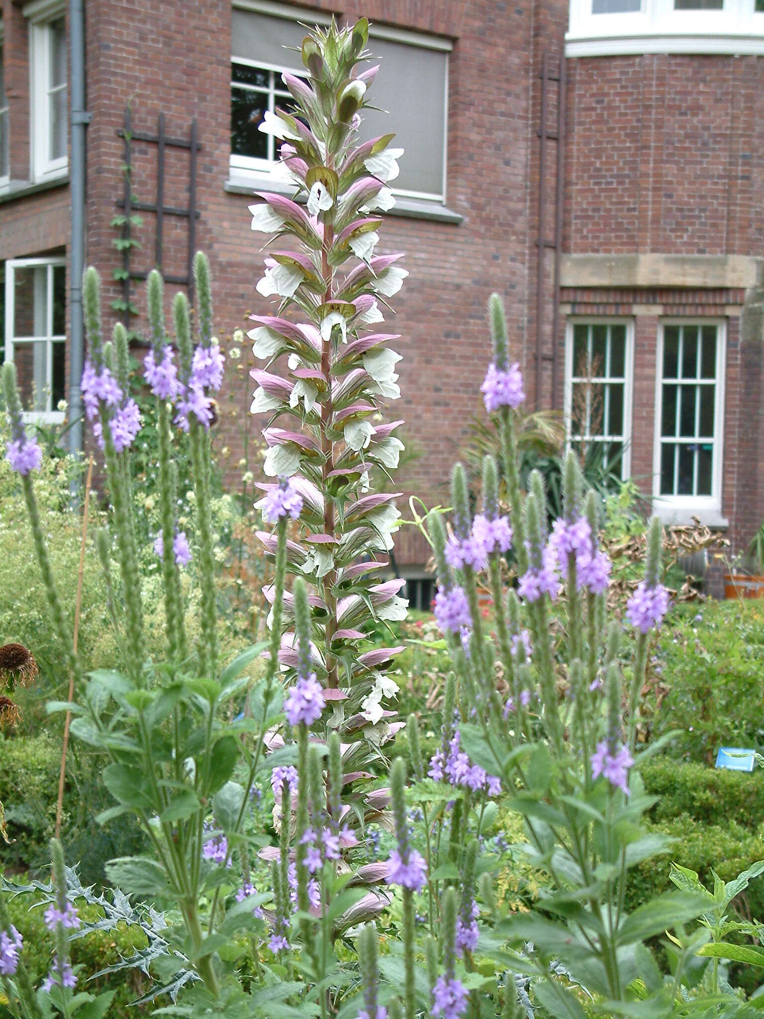 Image of swamp verbena