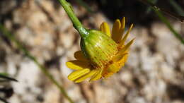 Image of fiveneedle pricklyleaf