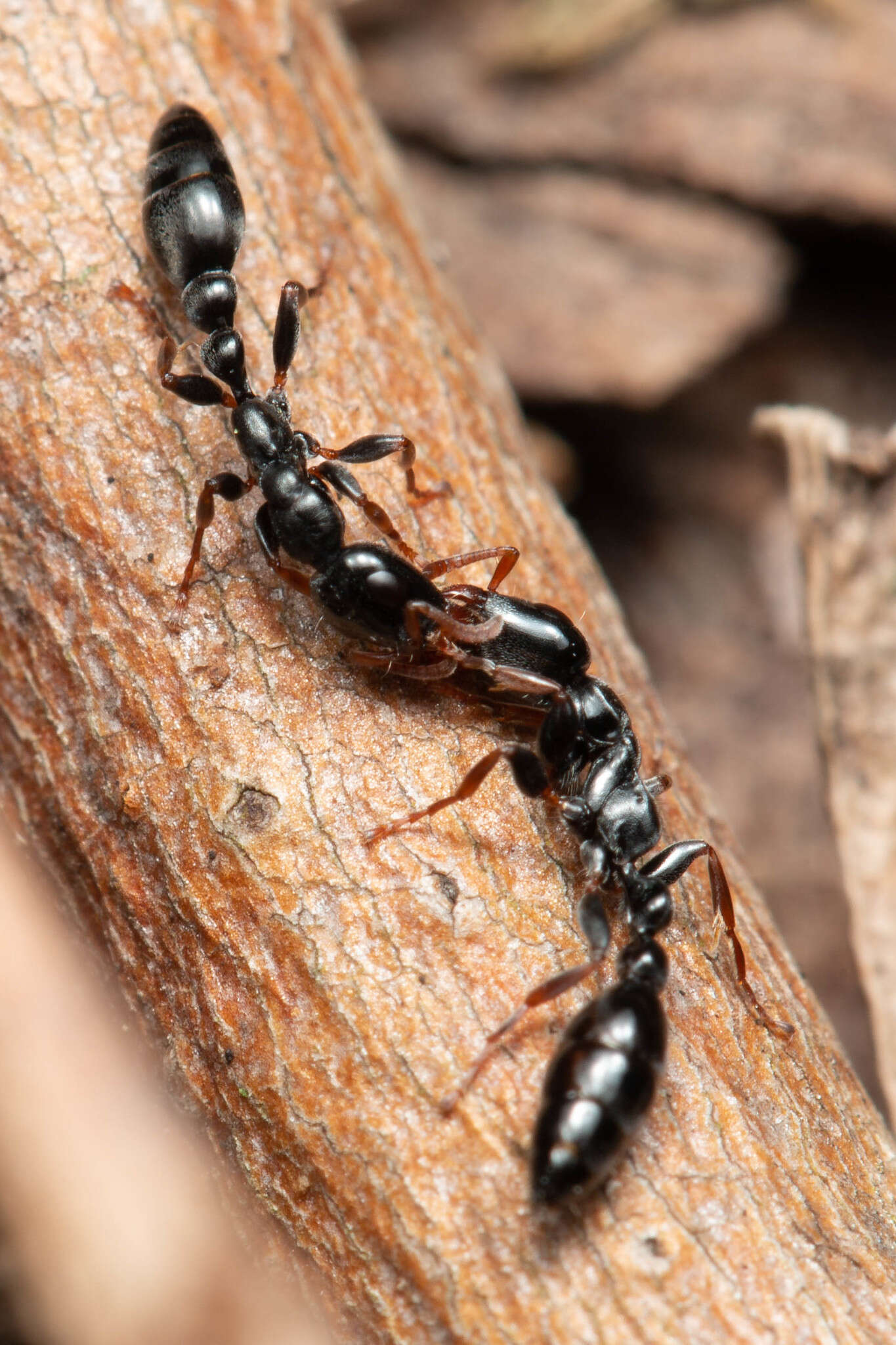 Image of Tetraponera punctulata Smith 1877