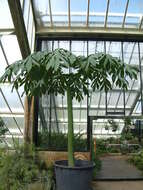 Amorphophallus titanum (Becc.) Becc. resmi