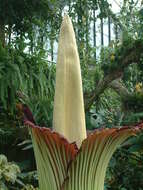 Amorphophallus titanum (Becc.) Becc. resmi