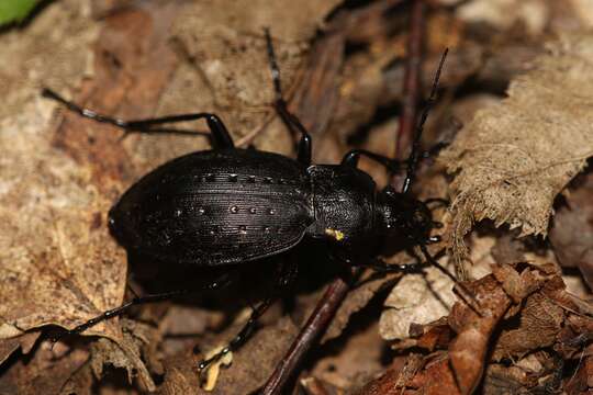 Image of Carabus (Oreocarabus) hortensis Linnaeus 1758