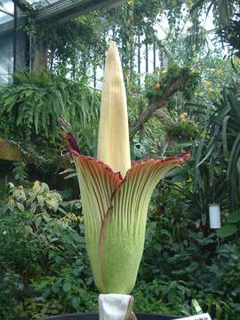 Amorphophallus titanum (Becc.) Becc. resmi