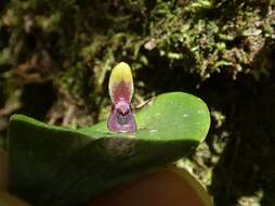 Image of Pleurothallis rhodoglossa Schltr.