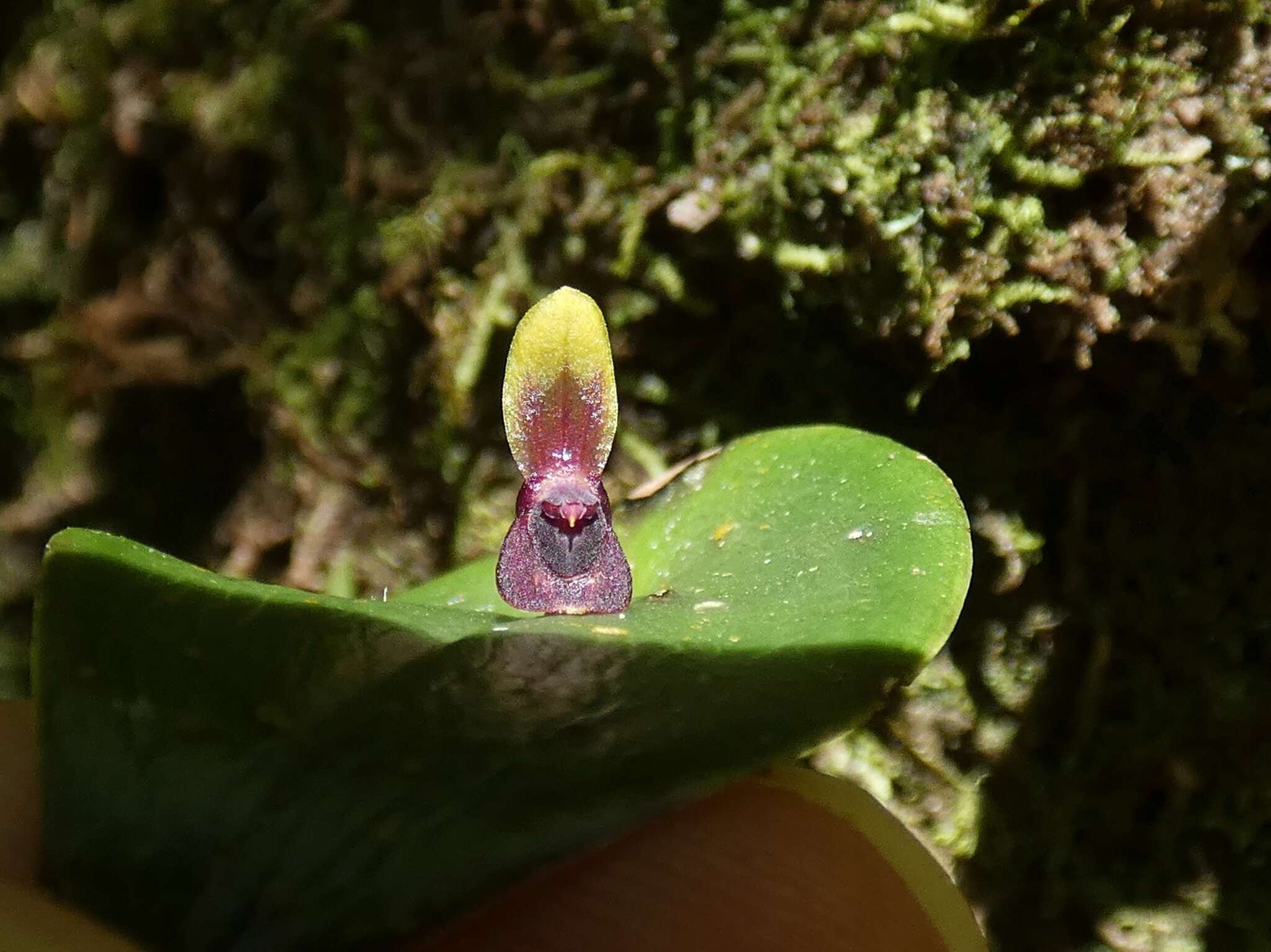 Image of Pleurothallis rhodoglossa Schltr.