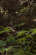 Image of California spikenard