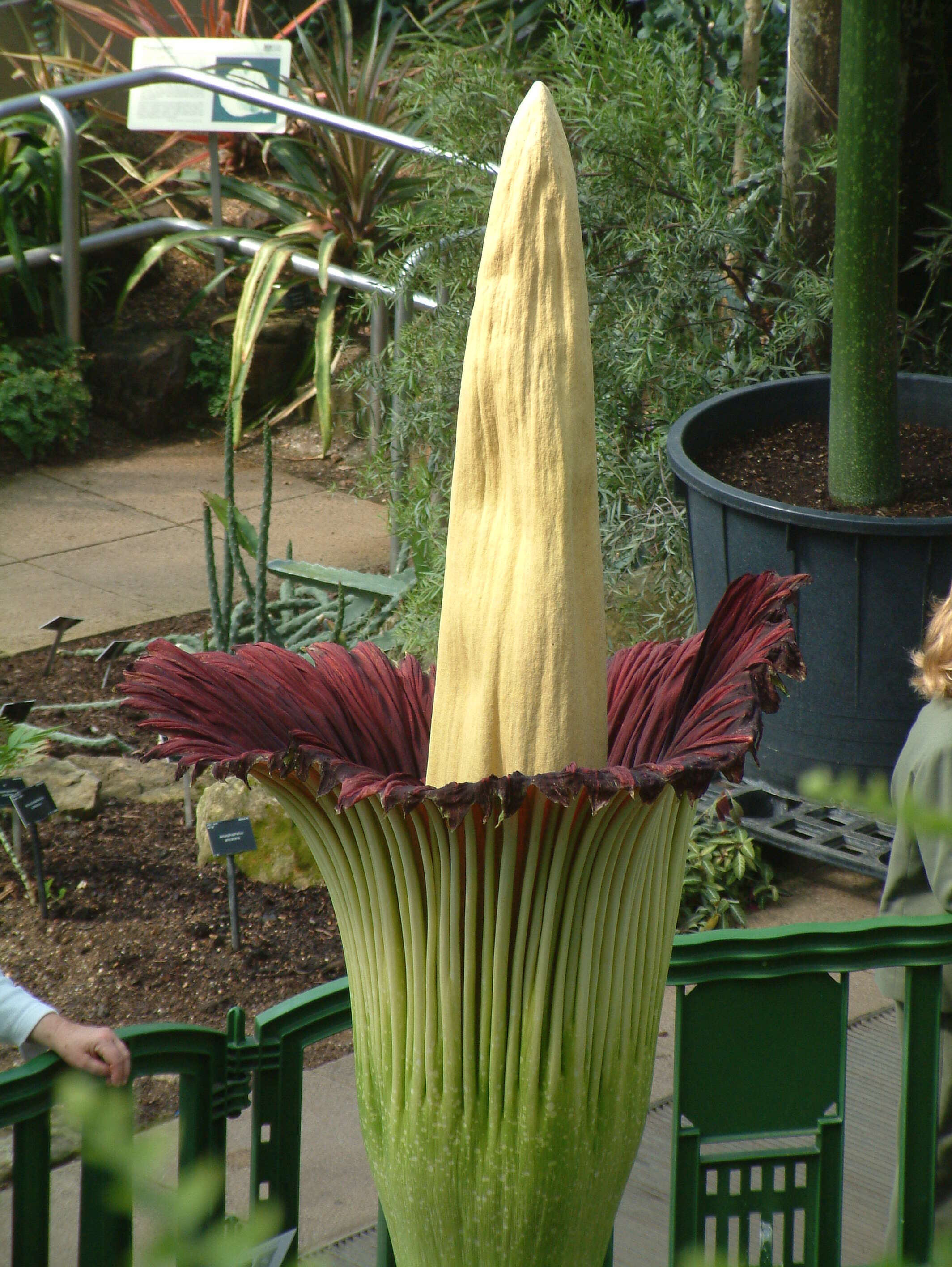 Amorphophallus titanum (Becc.) Becc. resmi