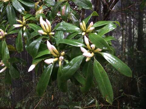 Image of Rhododendron latoucheae Franch.