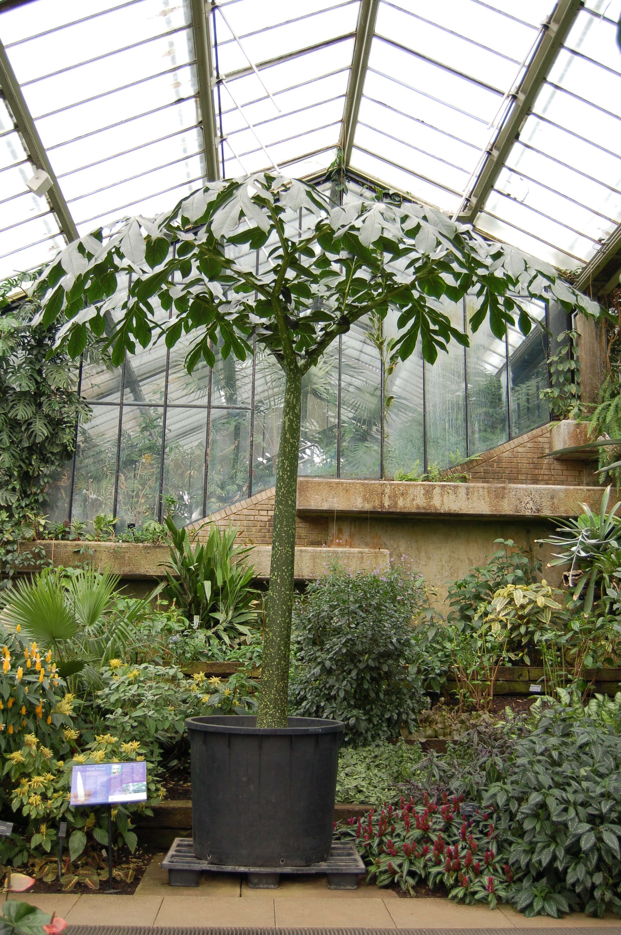 Amorphophallus titanum (Becc.) Becc. resmi