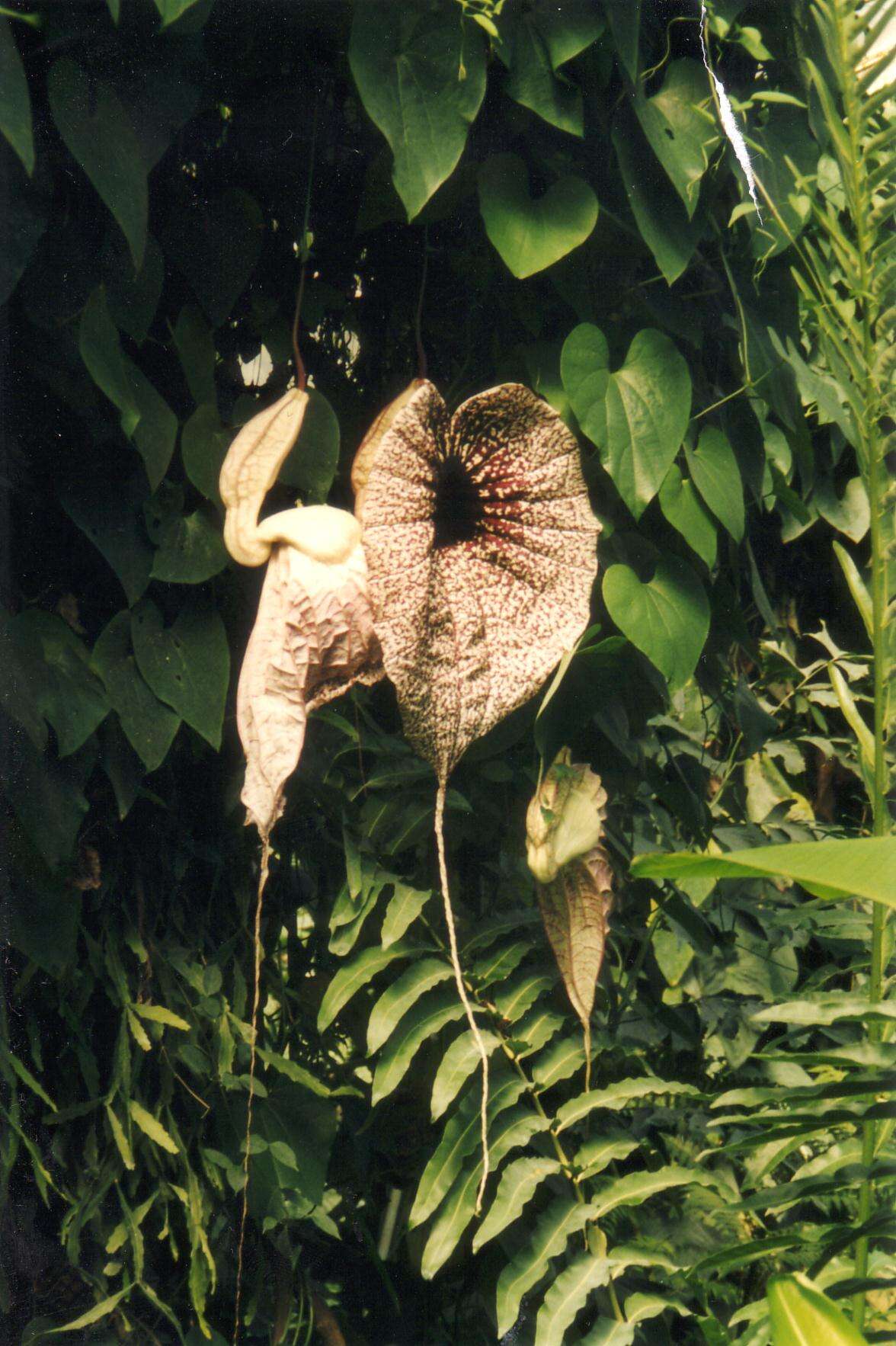 Image of pelicanflower