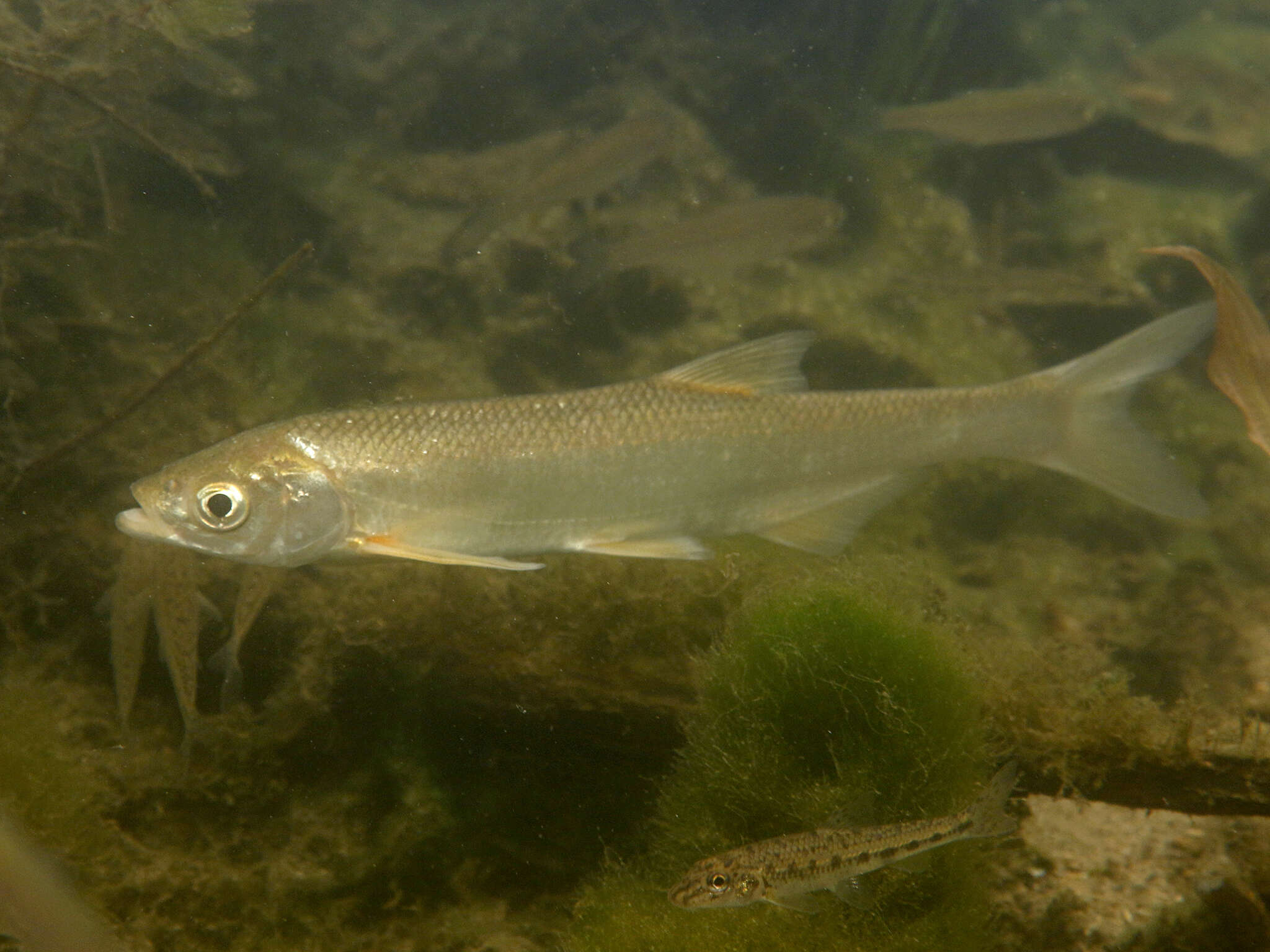 Imagem de Alburnus leobergi Freyhof & Kottelat 2007