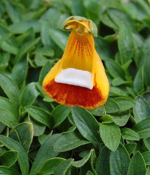 Image of Calceolaria uniflora Lam.