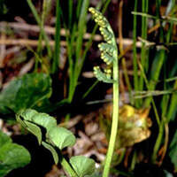 Image of common moonwort