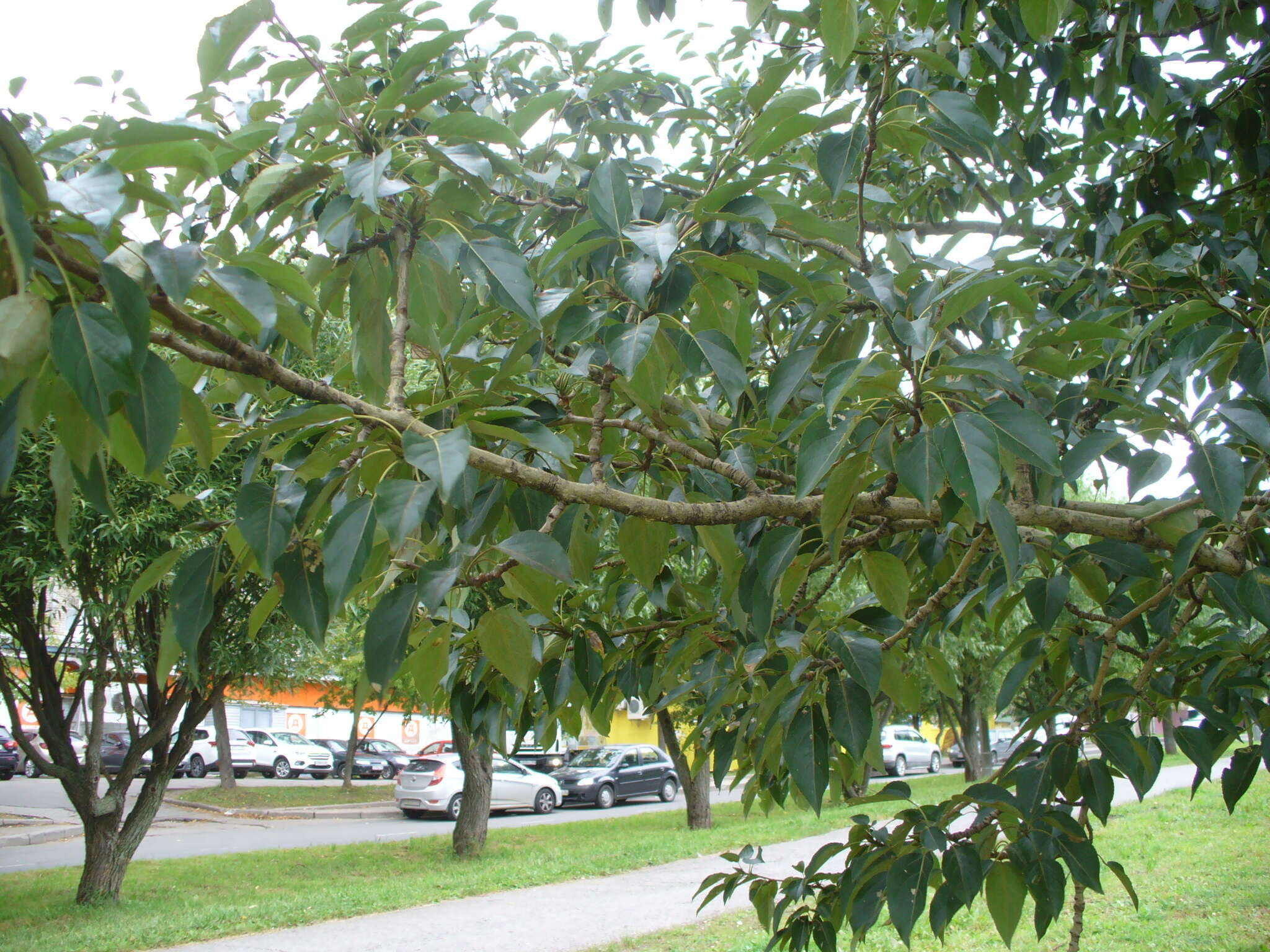 Image of Populus longifolia