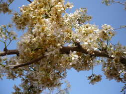 Imagem de Dombeya quinqueseta (Del.) Exell