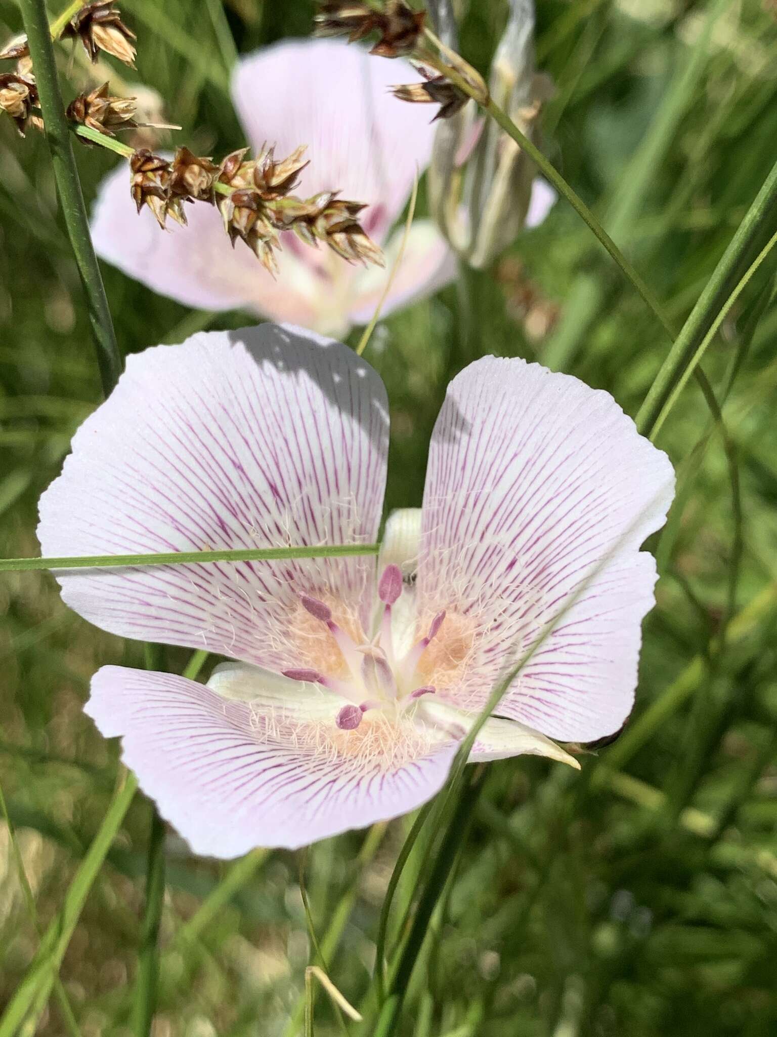 Image of alkali mariposa lily