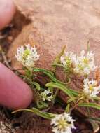 Sivun Hebenstretia parviflora E. Mey. kuva