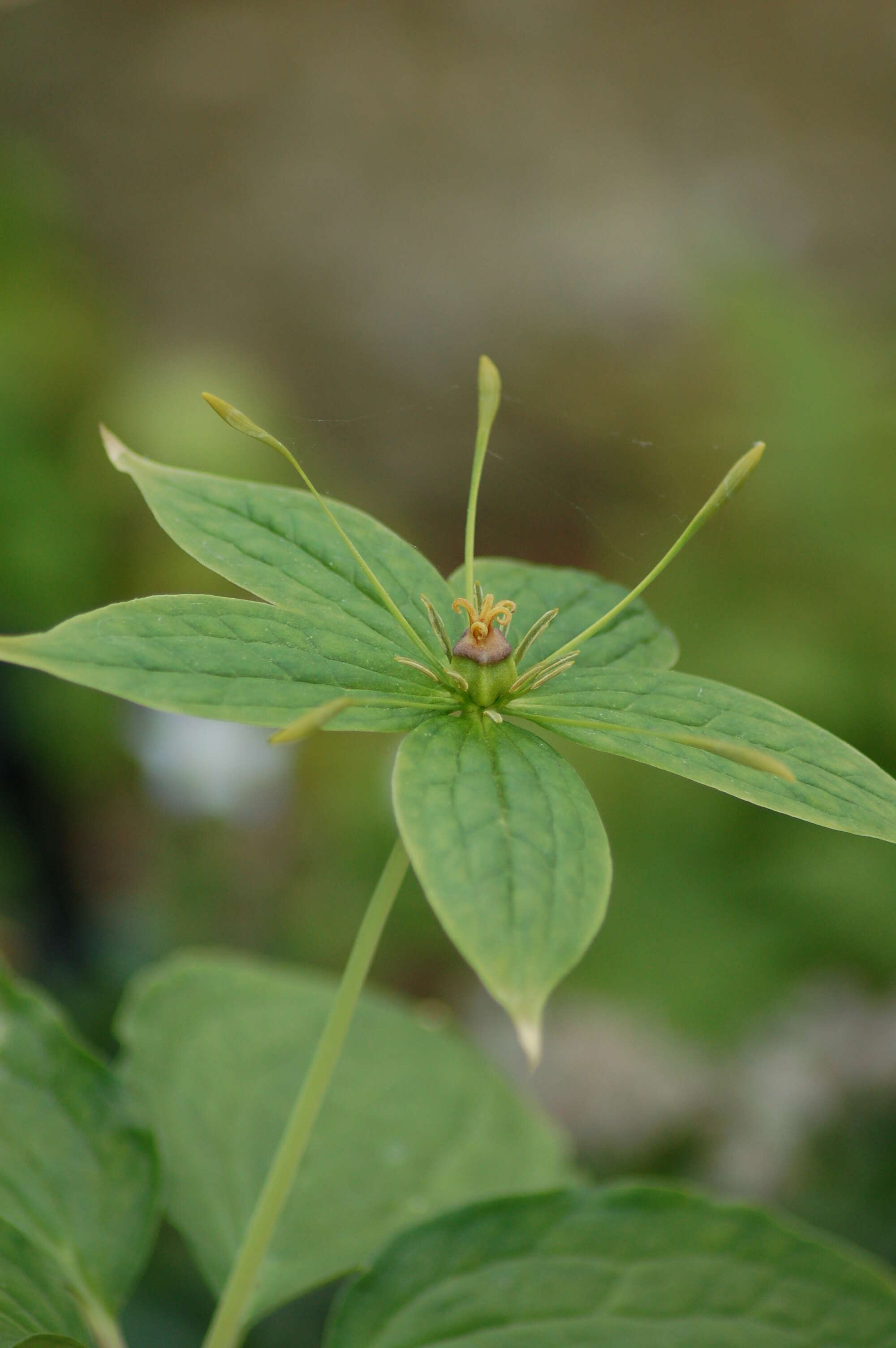 Image of Paris polyphylla Sm.