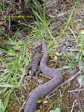 Image of Cross-banded Mountain Rattlesnake