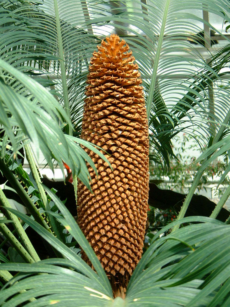 Image of Madagascar Cycad