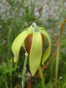 Image of California pitcherplant