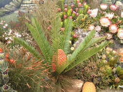 Image of Fern Palm