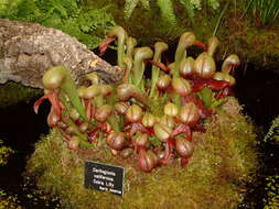 Image of California pitcherplant