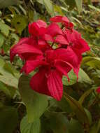 Image of red mussaenda