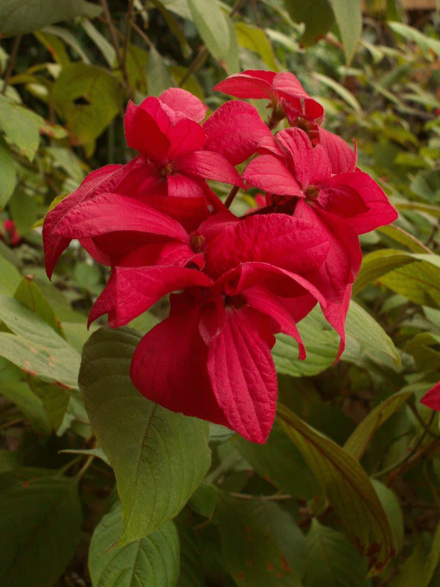 Image of red mussaenda