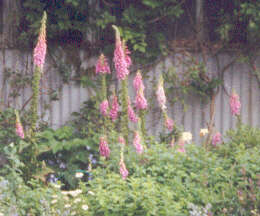 Imagem de Digitalis purpurea L.