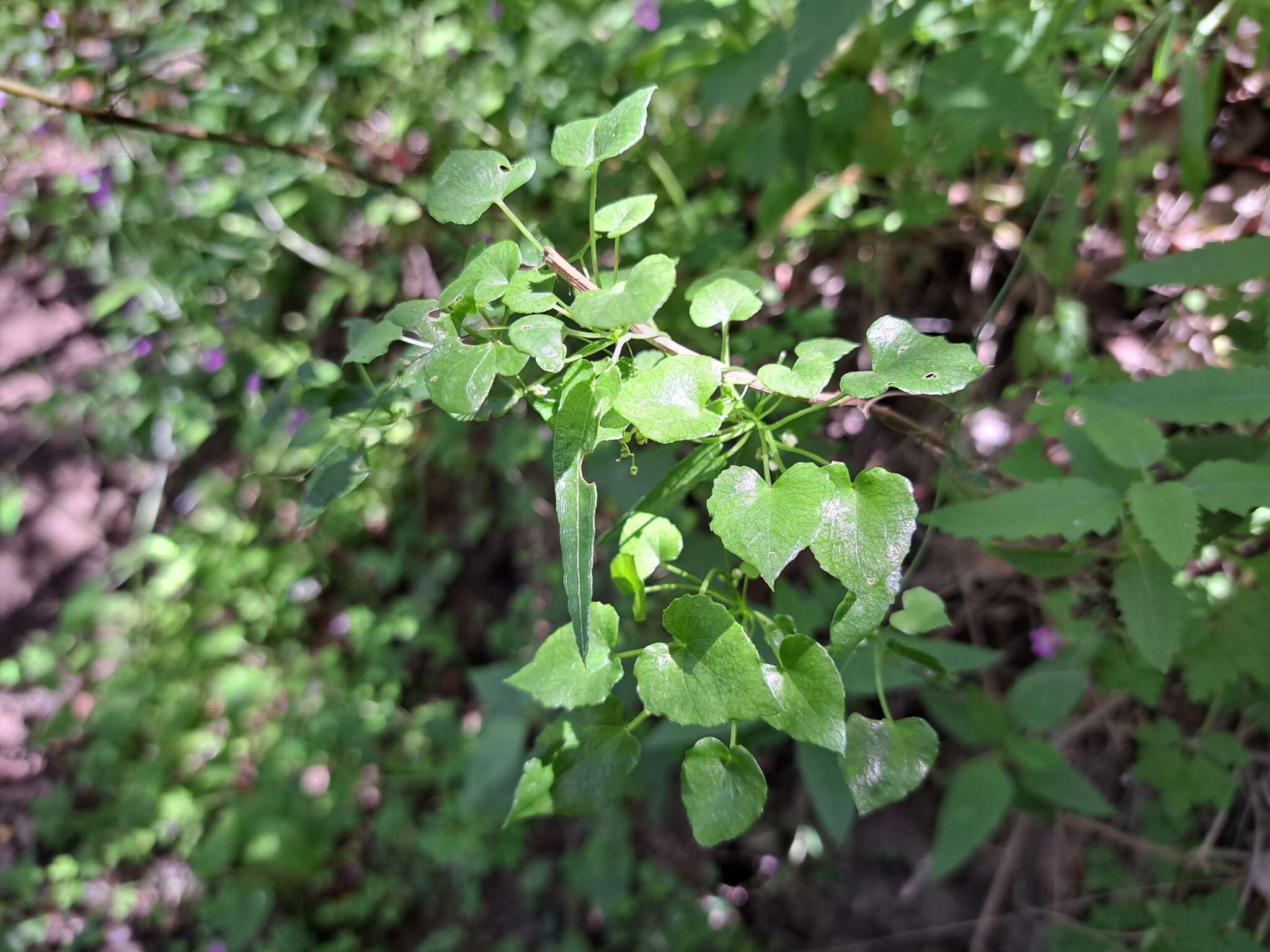 Image of Dioscorea variifolia Bertero