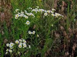 Image of <i>Erigeron <i>strigosus</i></i> var. strigosus