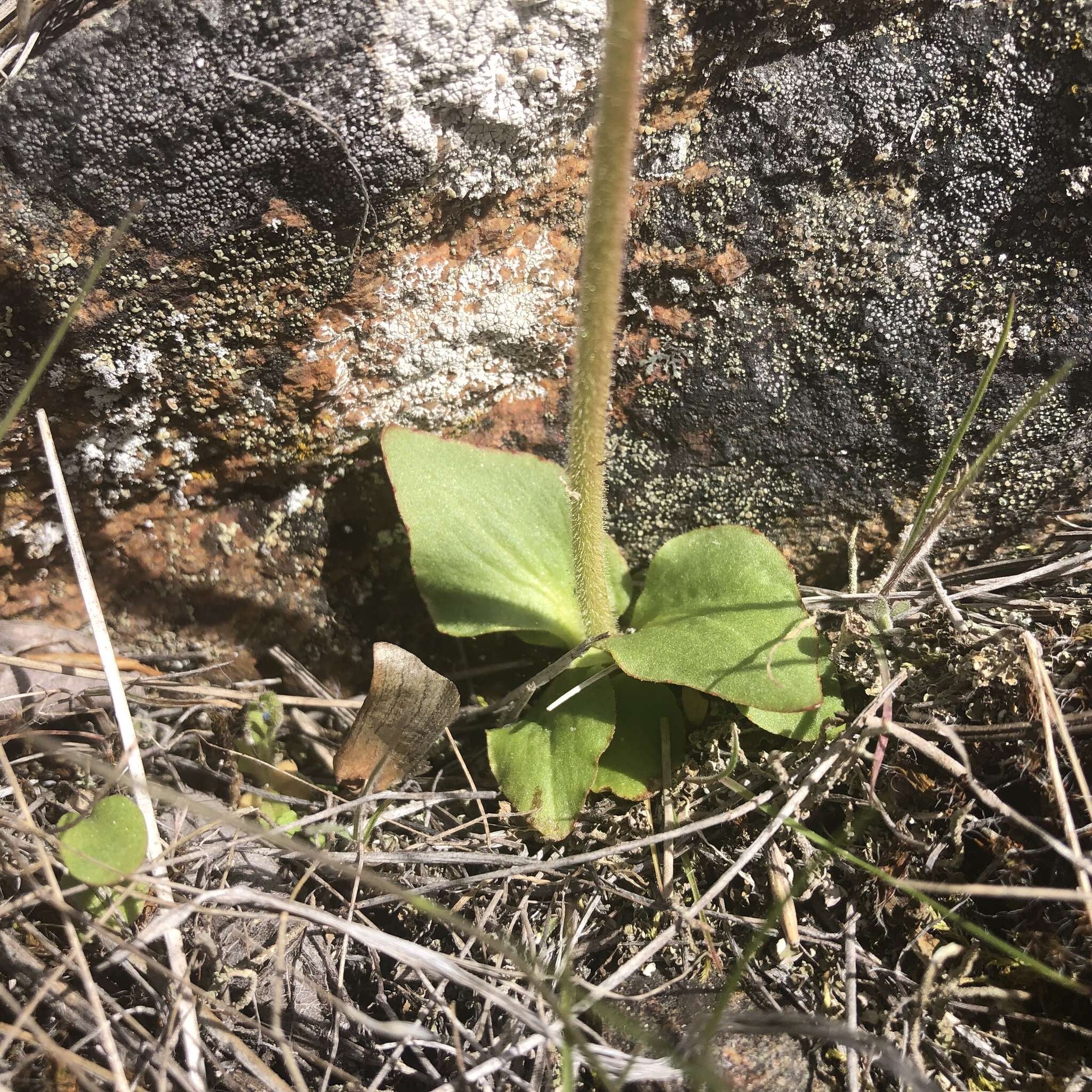 Plancia ëd Micranthes nidifica (Greene) Small