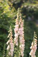 Image of Foxglove