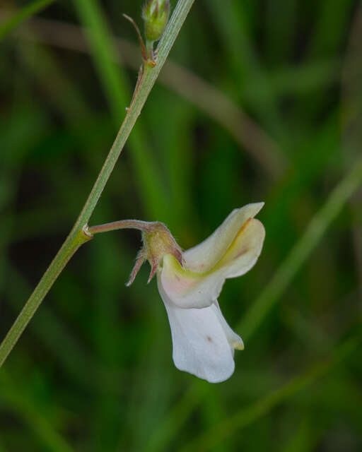 Tephrosia onobrychoides Nutt.的圖片