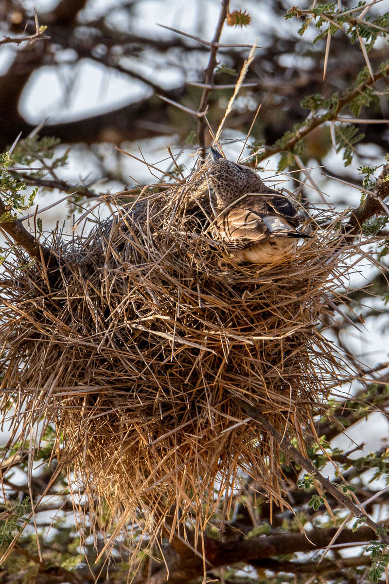 Image of Donaldson Smith's Sparrow-Weaver