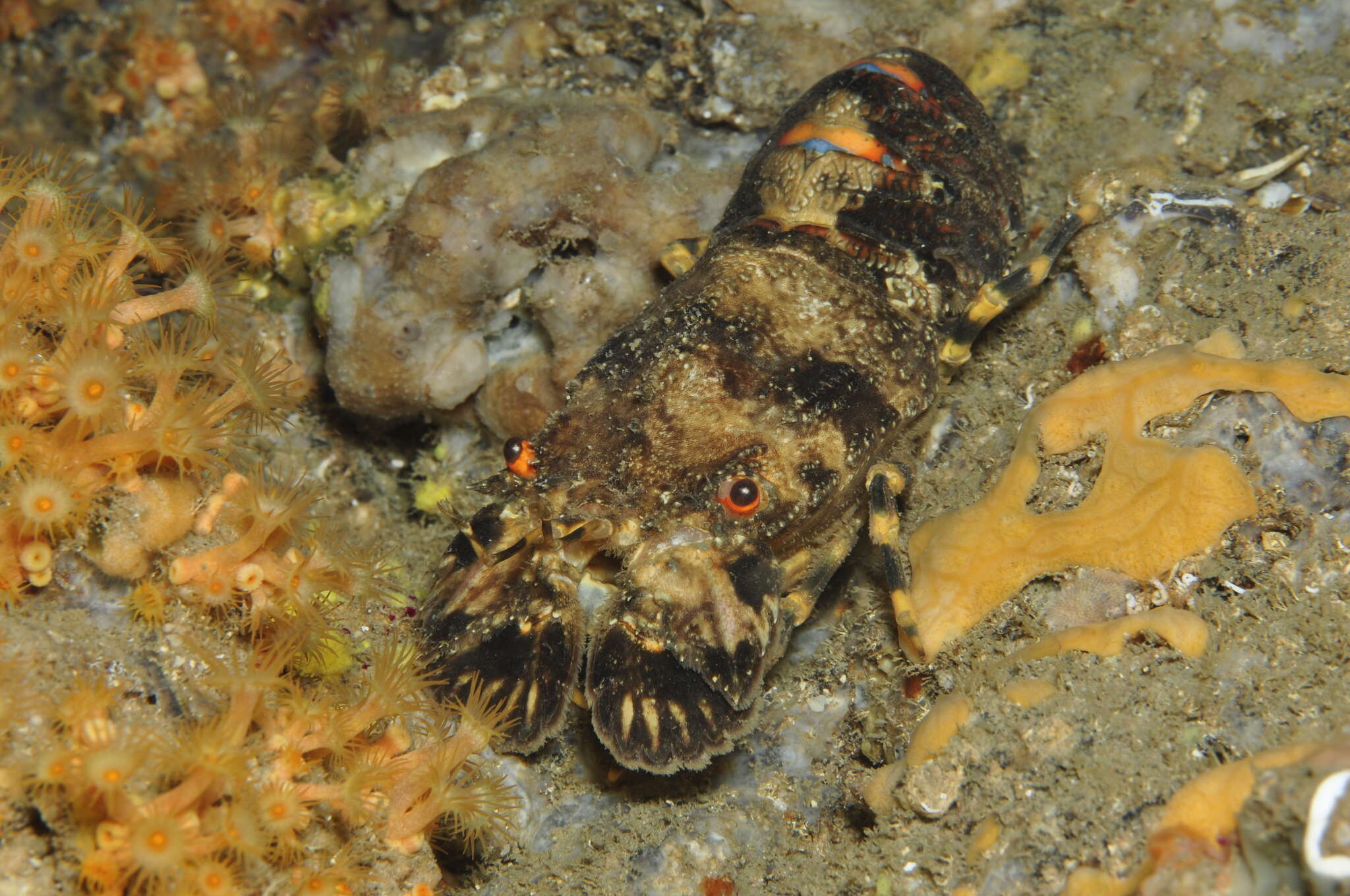 Image of Small European Locust Lobster