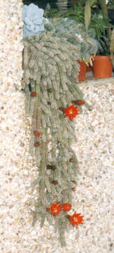 Echinopsis tubiflora resmi