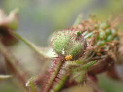 Image of Rubus erythrops E. S. Edees & A. Newton