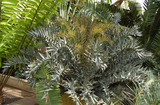 Image of Eastern Cape Blue Cycad