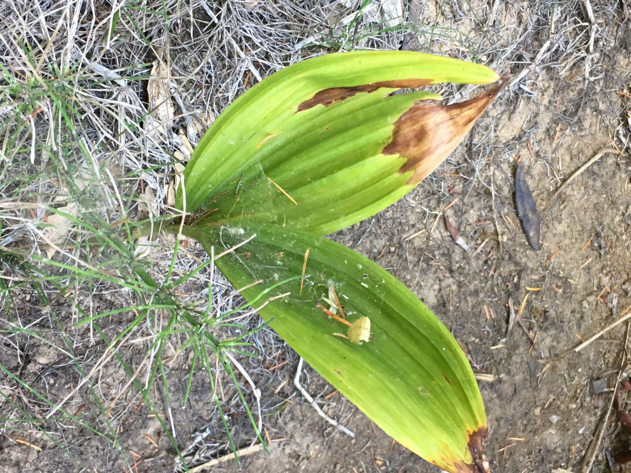 Image of Fringed False Hellebore