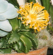 Image of Faucaria tigrina (Haw.) Schwant.