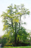 Image of Ginkgoopsida