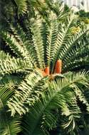 Слика од Encephalartos ferox G. Bertol