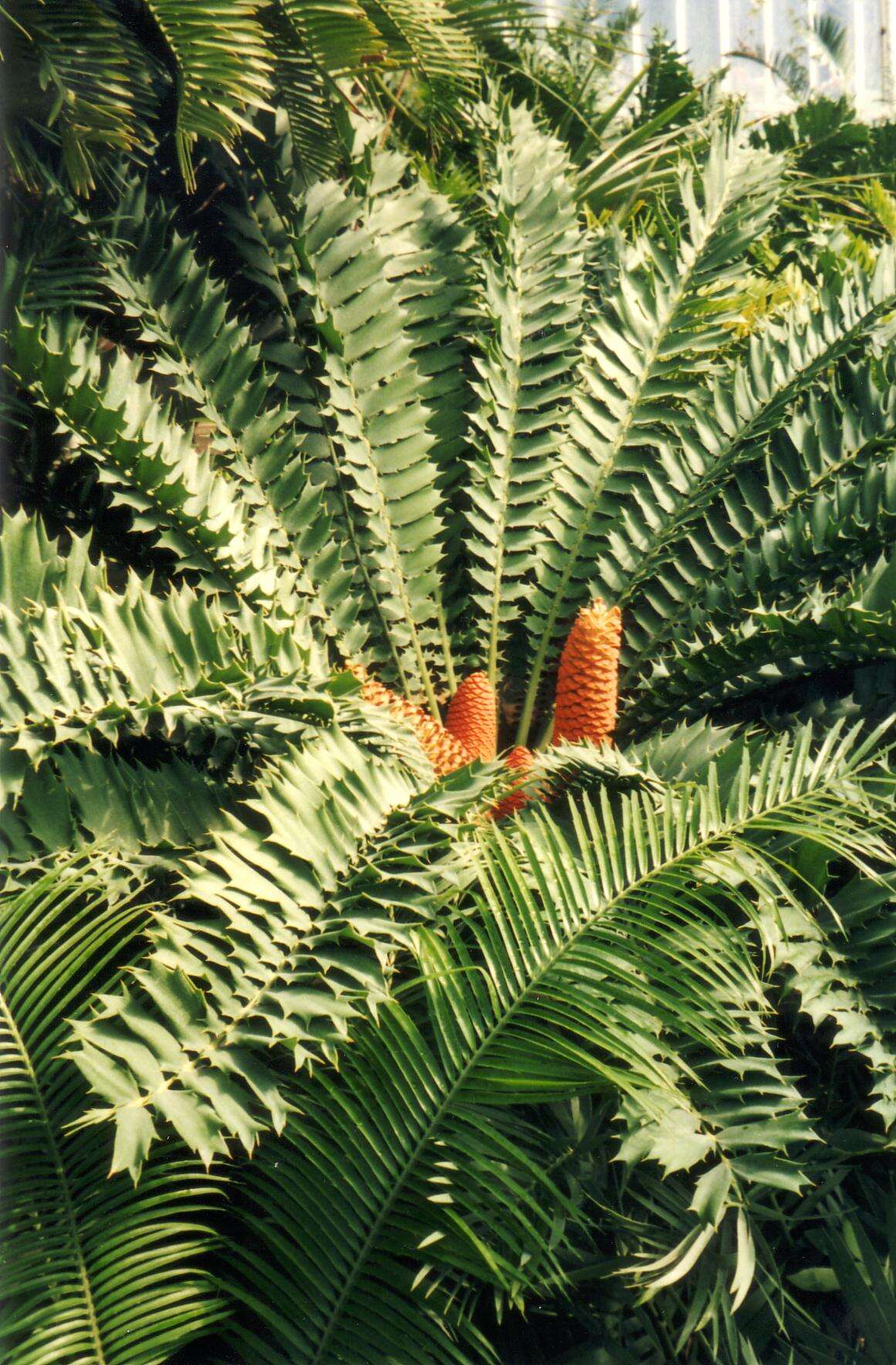 Image of Kozi Cycad