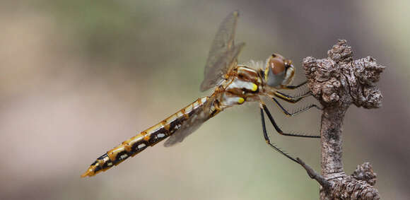 Image of Variegated Meadowhawk