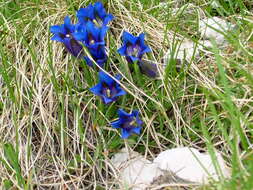 Image of Stemless Gentian