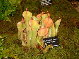 Image of Heliamphora nutans Benth.