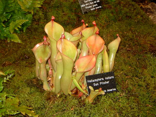 Imagem de Heliamphora nutans Benth.