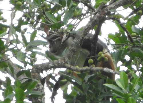 Plancia ëd Cercopithecus wolfi wolfi Meyer 1891